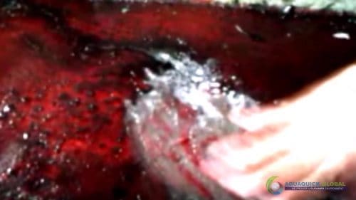 AQUAQUICK 2000 Cleaning Machinery parts and components 027