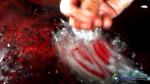 AQUAQUICK 2000 Cleaning Machinery parts and components 030