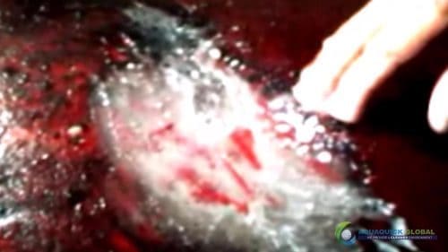 AQUAQUICK 2000 Cleaning Machinery parts and components 042