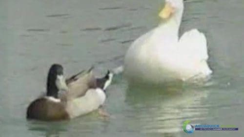 AQUAQUICK 2000 Lake Treatment 038