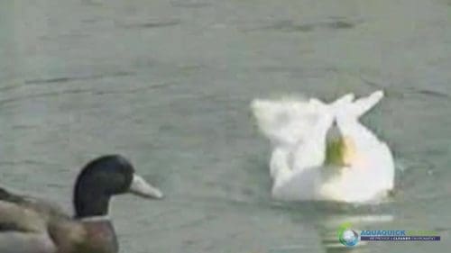 AQUAQUICK 2000 Lake Treatment 040