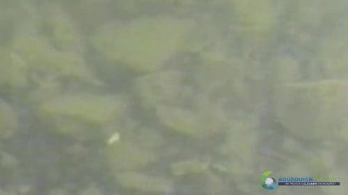 AQUAQUICK 2000 Lake Treatment 041