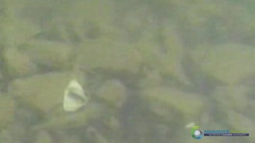 AQUAQUICK 2000 Lake Treatment 043