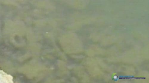 AQUAQUICK 2000 Lake Treatment 046