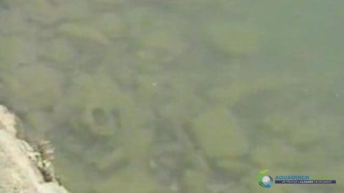 AQUAQUICK 2000 Lake Treatment 047