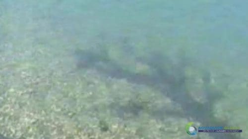 AQUAQUICK 2000 Lake Treatment 079