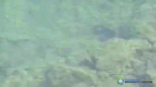 AQUAQUICK 2000 Lake Treatment 083