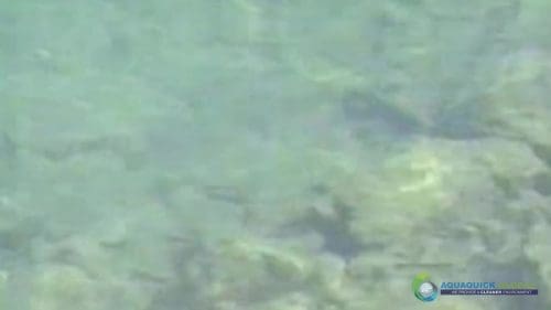 AQUAQUICK 2000 Lake Treatment 084