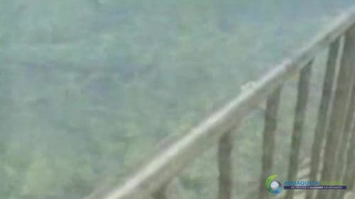 AQUAQUICK 2000 Lake Treatment 091