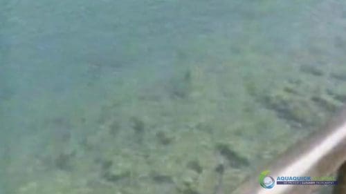 AQUAQUICK 2000 Lake Treatment 094