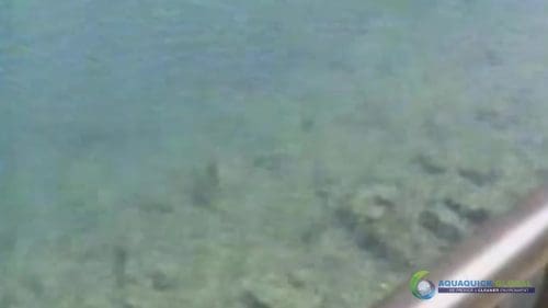 AQUAQUICK 2000 Lake Treatment 095