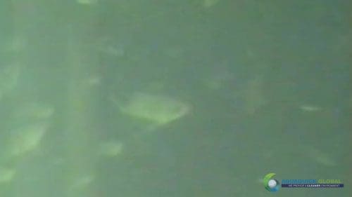 AQUAQUICK 2000 Lake Treatment 102