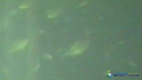 AQUAQUICK 2000 Lake Treatment 103