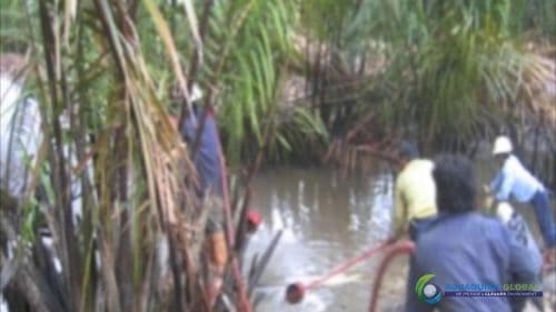 AQUAQUICK 2000 Oil Spill in Nipa Palm Plantation 21