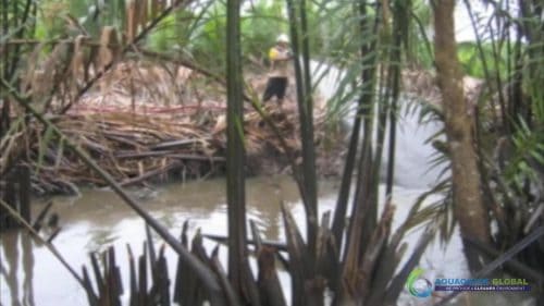 AQUAQUICK 2000 Oil Spill in Nipa Palm Plantation 34