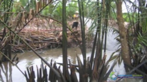 AQUAQUICK 2000 Oil Spill in Nipa Palm Plantation 36