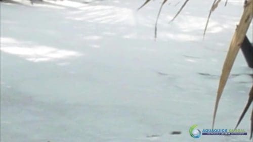 AQUAQUICK 2000 Oil Spill in Nipa Palm Plantation 40