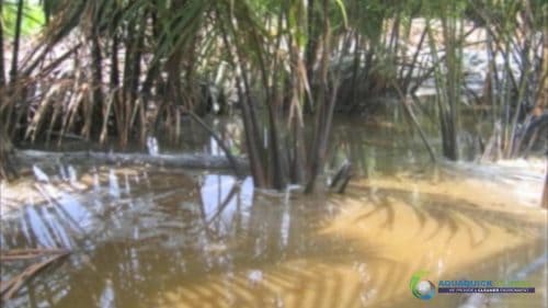 AQUAQUICK 2000 Oil Spill in Nipa Palm Plantation 48