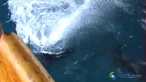 AQUAQUICK 2000 Sea Oil Spill Rig Cleaning Demo 1 099