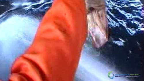 "AQUAQUICK 2000" naftos išsiliejimo jūroje platformos valymo demonstracinė versija 2 027