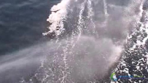 "AQUAQUICK 2000" naftos išsiliejimo jūroje platformos valymo demonstracinė versija 2 072