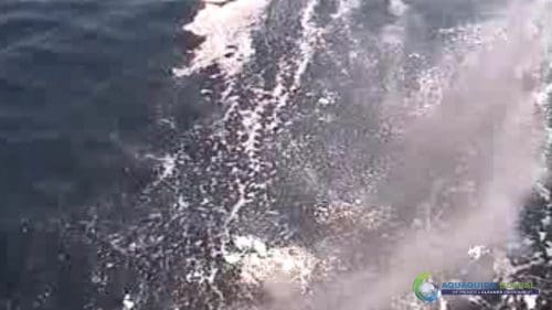 "AQUAQUICK 2000" naftos išsiliejimo jūroje platformos valymo demonstracinė versija 2 074