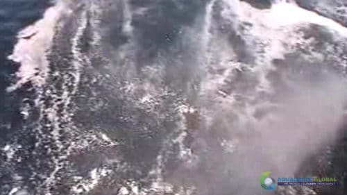 "AQUAQUICK 2000" naftos išsiliejimo jūroje platformos valymo demonstracinė versija 2 076