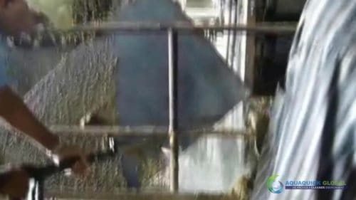 AQUAQUICK 2000 Sime Darby Cleanup Demo 071