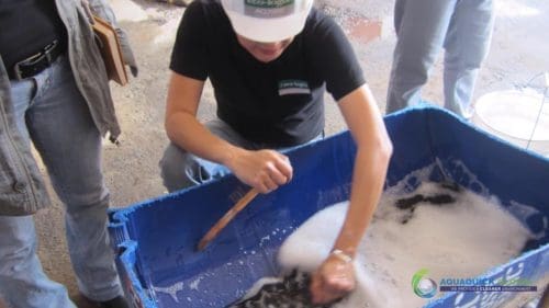 Demonstracja mycia gleby AQUAQUICK 2000 w Petron 51