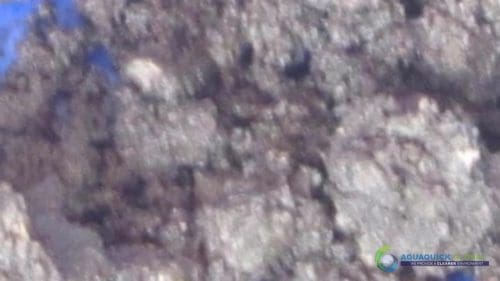 Demonstracja mycia gleby AQUAQUICK 2000 w Petron 74