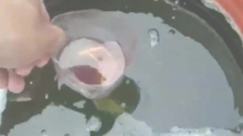 AQUAQUICK 2000 curățarea deversărilor de petrol în orașul cebu 016