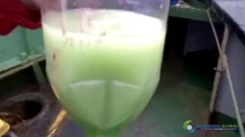 AQUAQUICK 2000 curățarea deversărilor de petrol în orașul Cebu 051