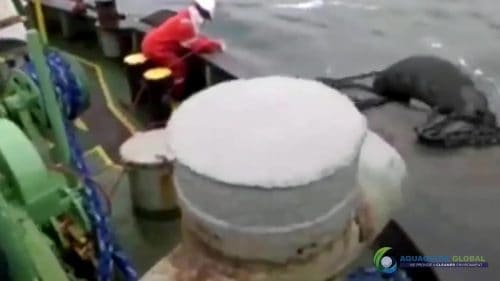 AQUAQUICK 2000 curățarea deversărilor de petrol în orașul Cebu 067