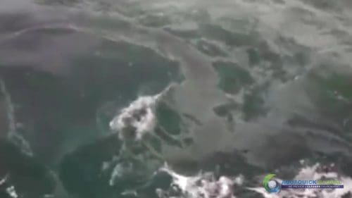 AQUAQUICK 2000 curățarea deversării de petrol în orașul Cebu 080