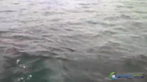 AQUAQUICK 2000 curățarea scurgerilor de petrol în orașul Cebu 090