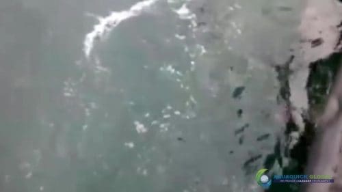 AQUAQUICK 2000 curățarea deversării de petrol în orașul Cebu 130