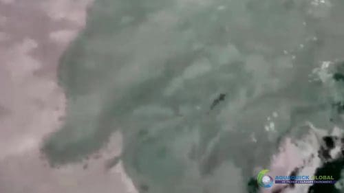 AQUAQUICK 2000 curățarea deversării de petrol în orașul Cebu 146