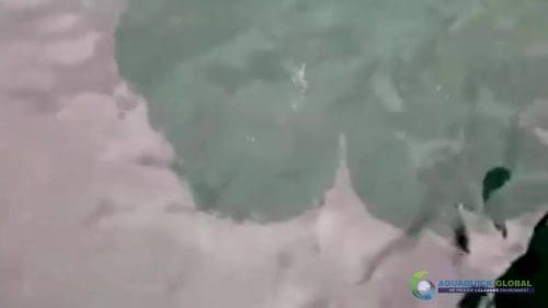 AQUAQUICK 2000 curățarea deversării de petrol în orașul Cebu 149