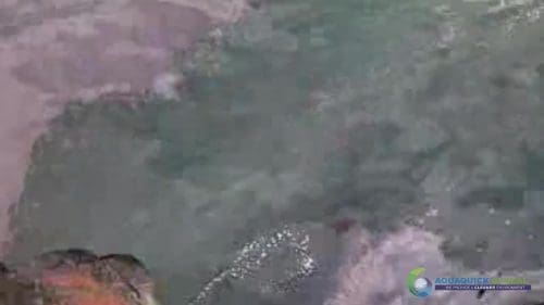 AQUAQUICK 2000 oil spill cleanup in cebu city part 103