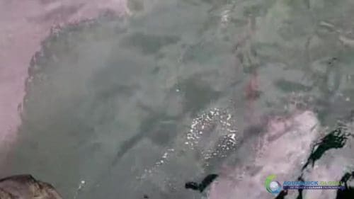 AQUAQUICK 2000 oil spill cleanup in cebu city part 104