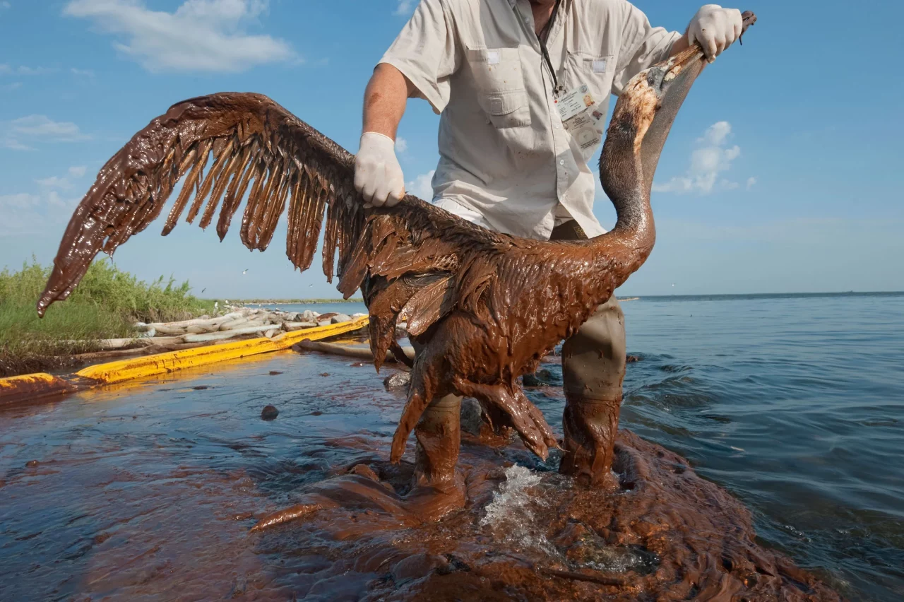 Environmental Awareness: Oil Spill bird impact the bird population 2 Auswirkungen der Ölpest auf Vögel