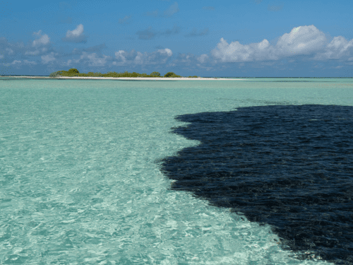 oil spill cleanup