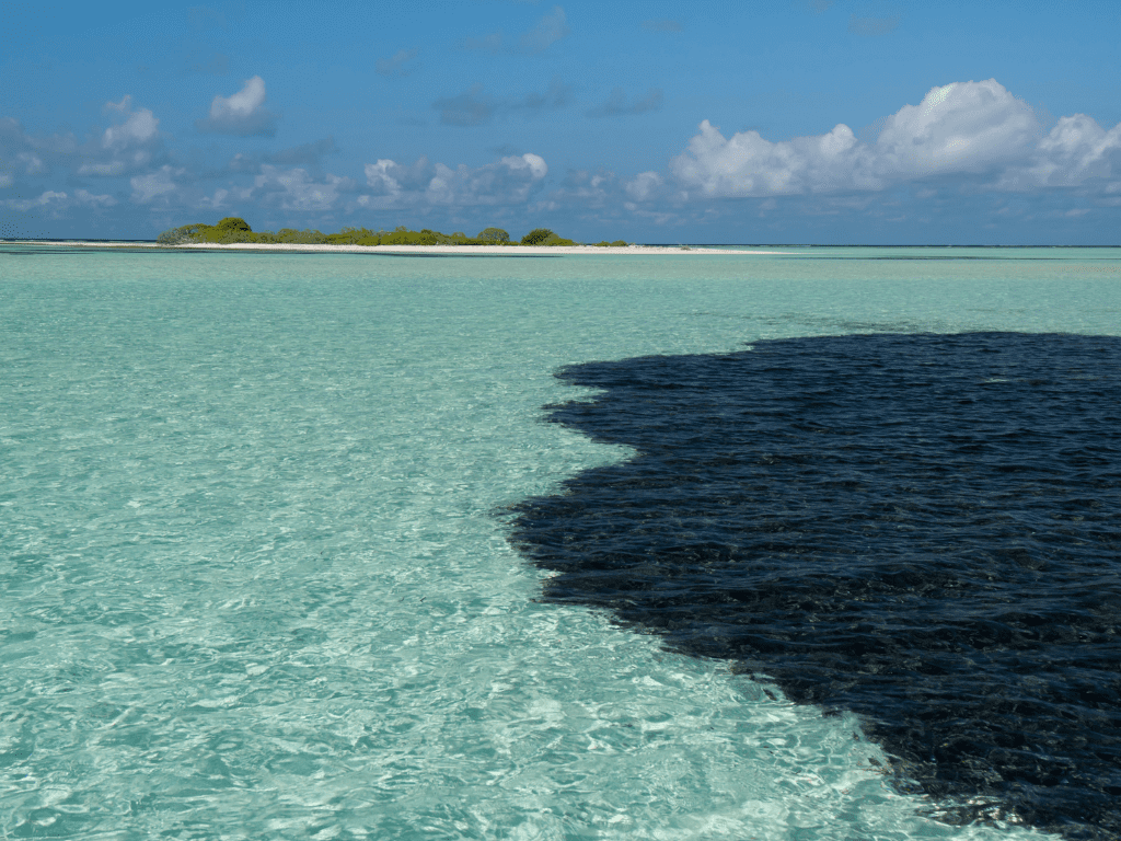 impact of shoreline spills on marine life