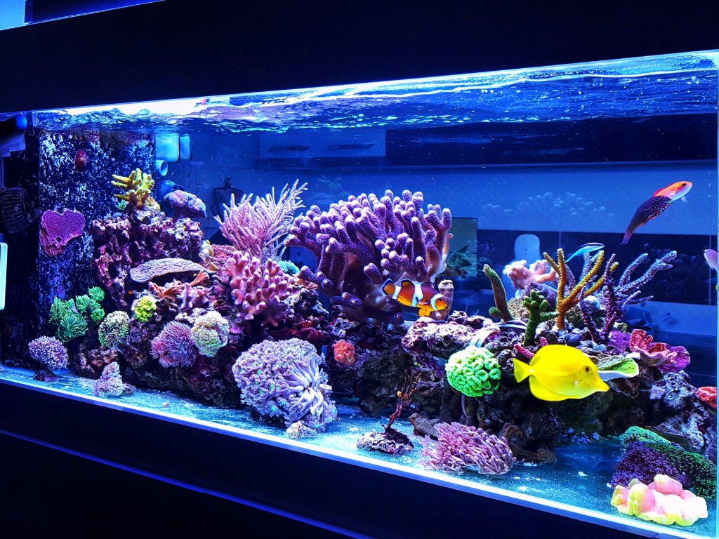 Cleaning Fish Tank the Right Way: A Guide to a Healthier Aquarium 2 image 24