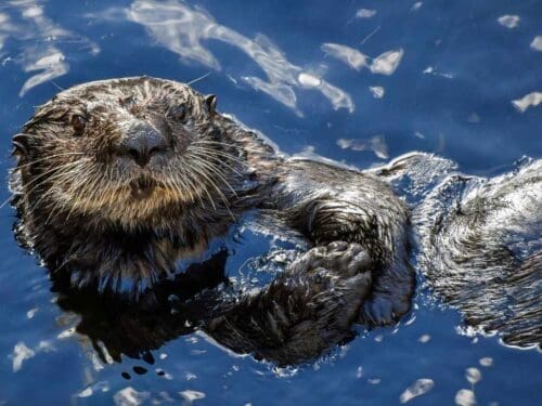 sea otters