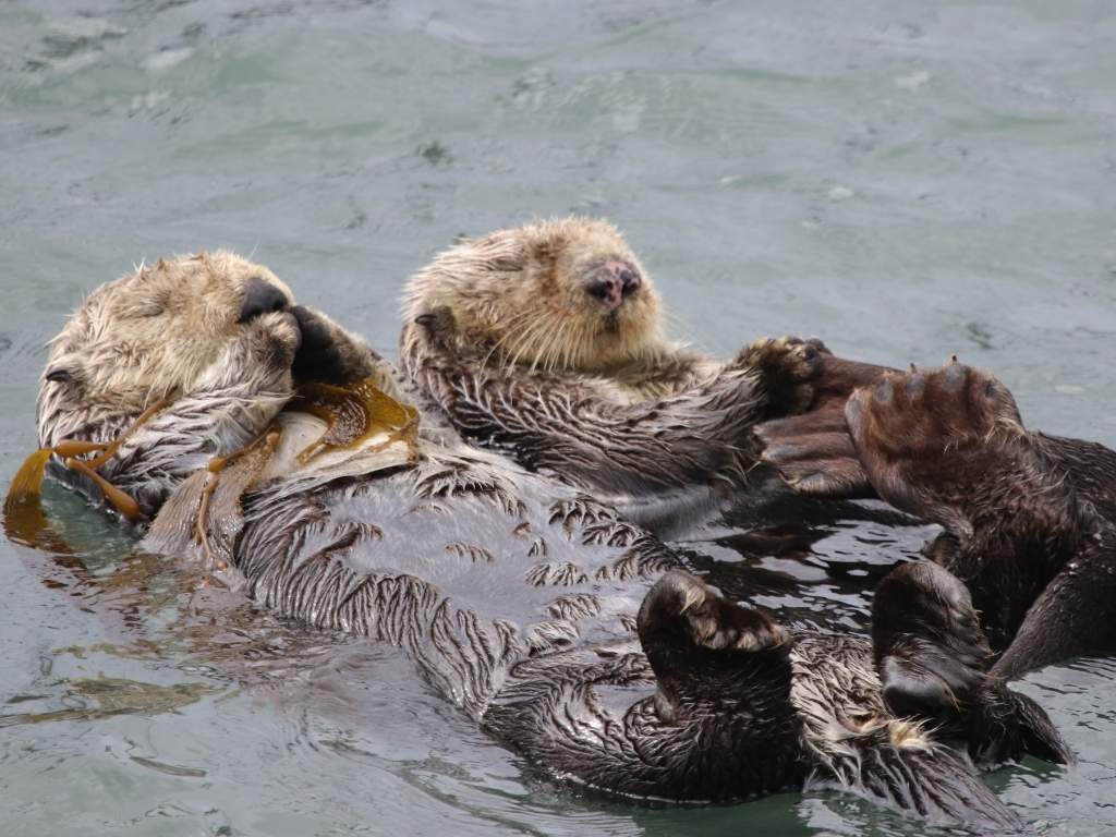 sea otters and oil spills